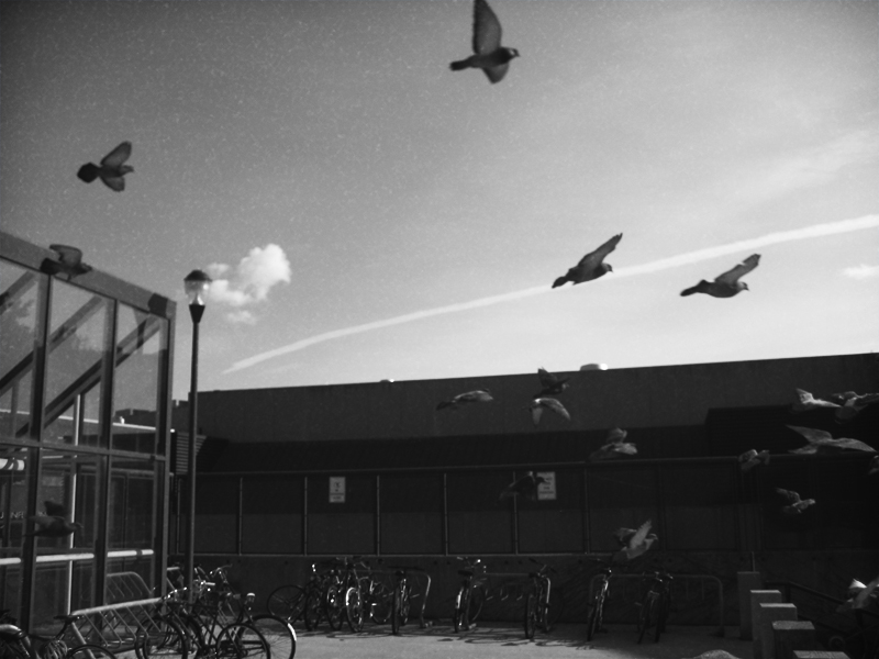 flying rats