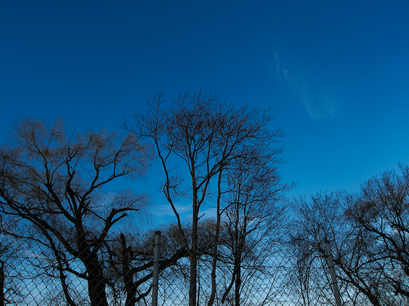 branches