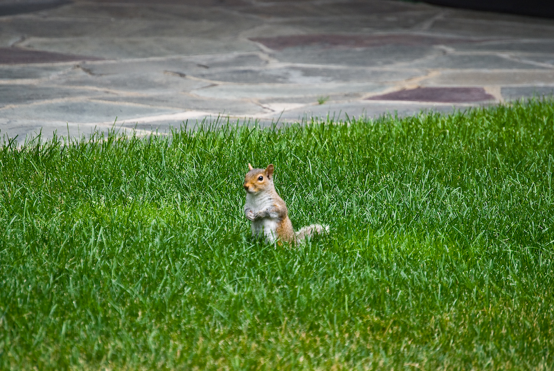 posing squirrel