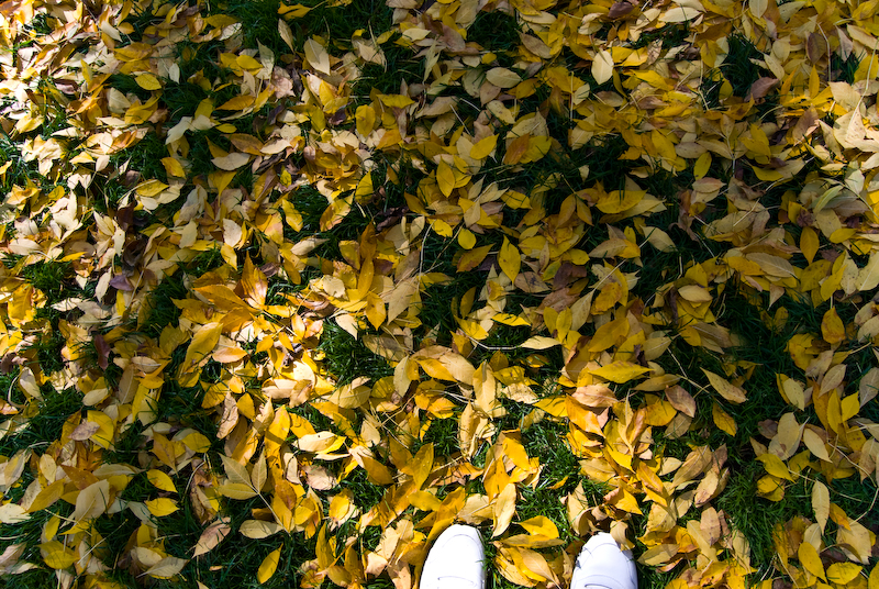 leaves at my feet
