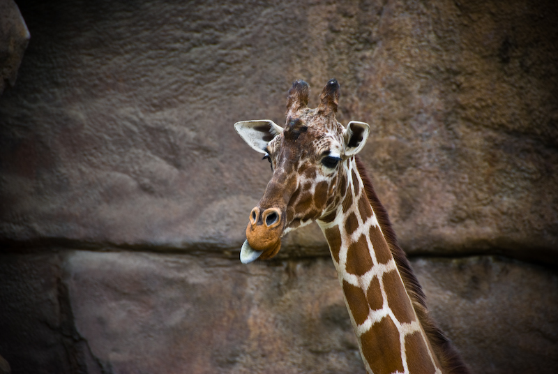 the color of a giraffe's tongue. photoblogs.org : vfxy.com : coolphotoblogs. 