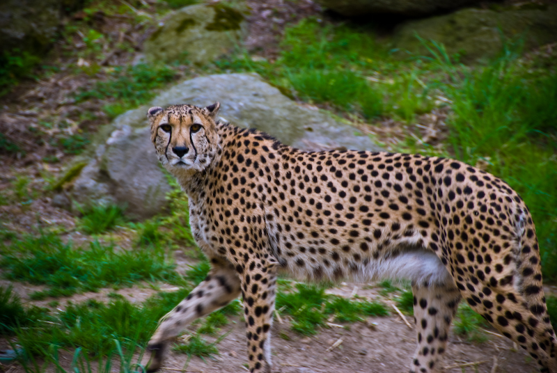 one hungry, pissed cheetah