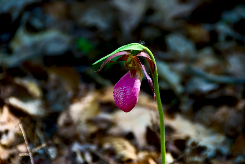 bowing pink flower