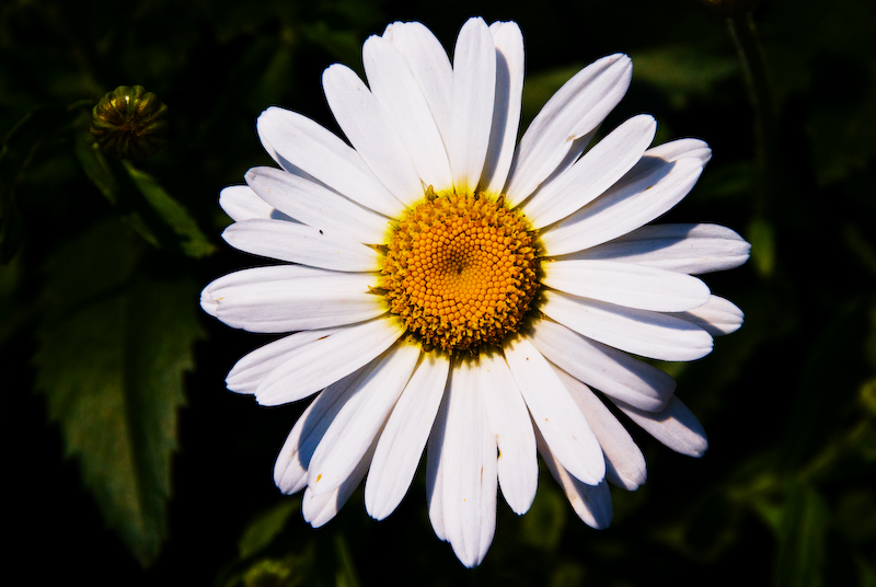 daisy