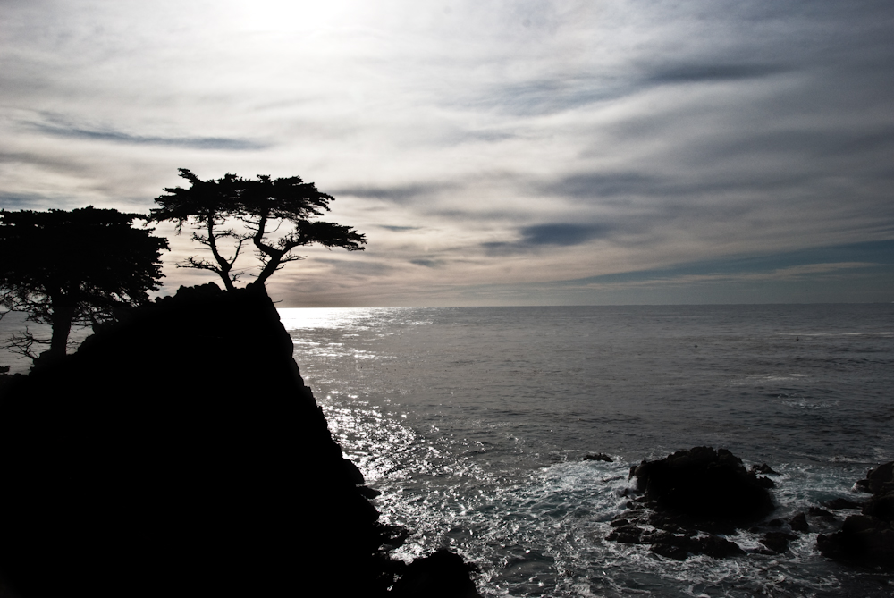 the lone cypress