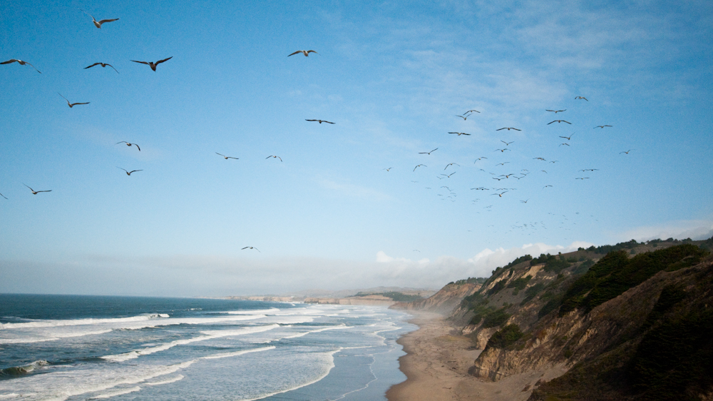 the birds and the ocean and california