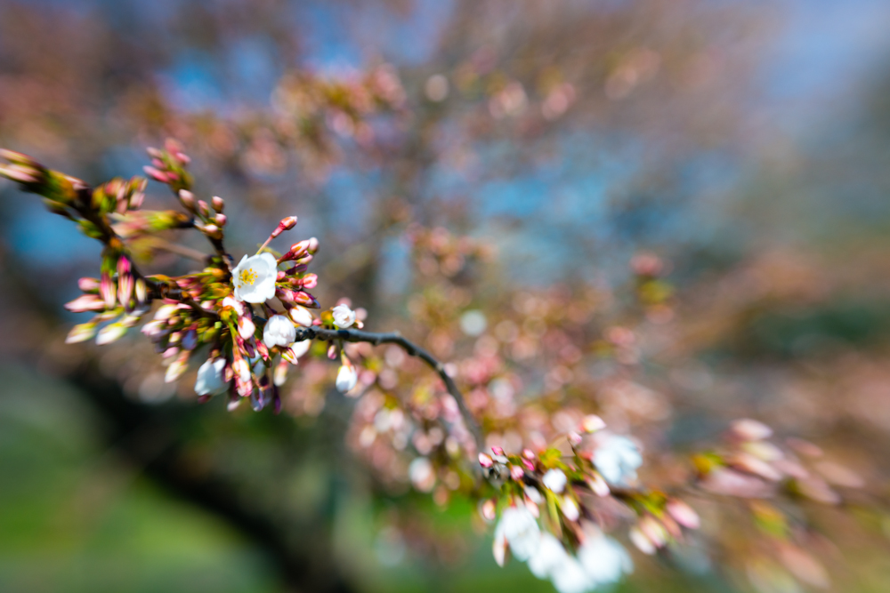 blurry blossoms