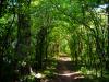 through the woods