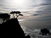 the lone cypress
